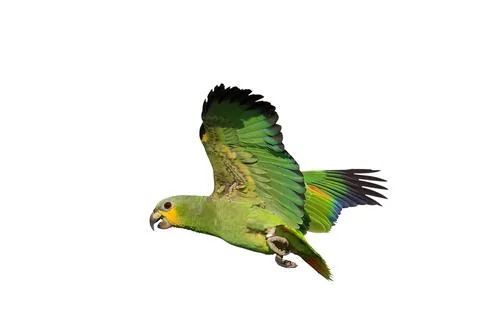 Parrot Foto stock
