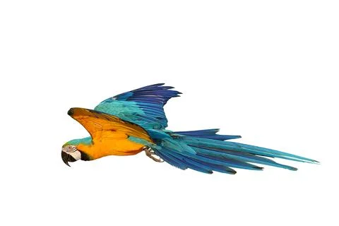 Parrot Stock Photos