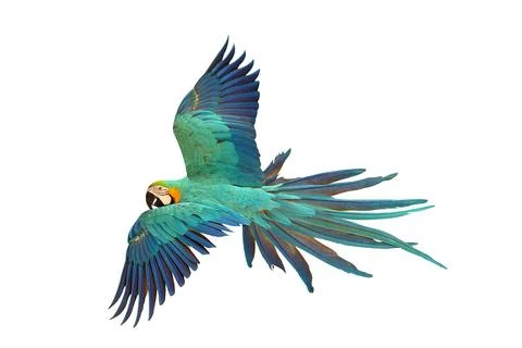 Parrot Foto stock