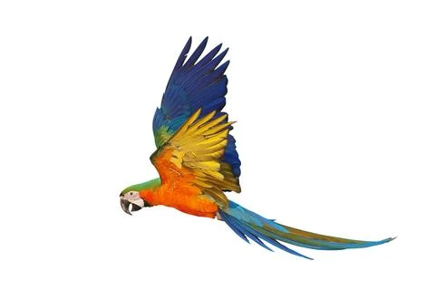 Parrot Stock Photos