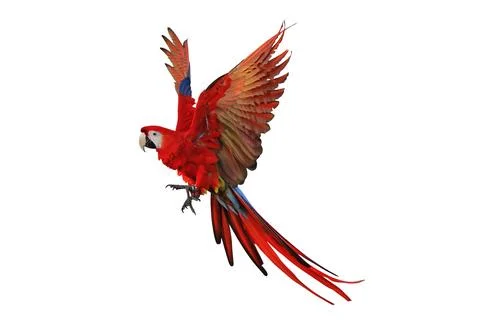 Parrot Stock-Fotos