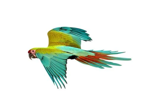 Parrot Stock Photos