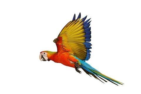 Parrot Foto stock