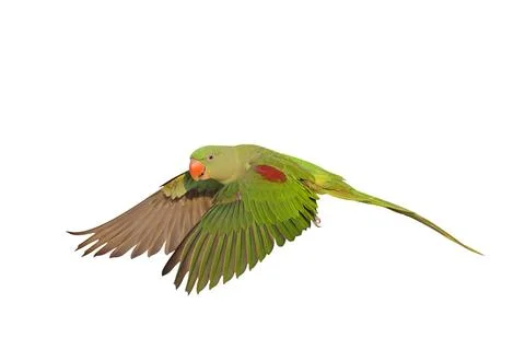 Parrot Foto stock
