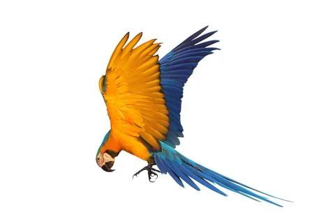 Parrot 스톡 사진