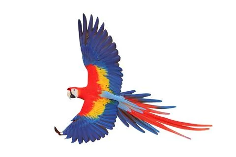 Parrot Stock Photos