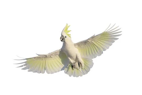 Parrot Foto stock