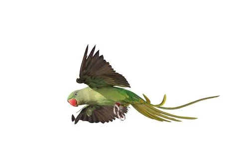 Parrot Foto stock