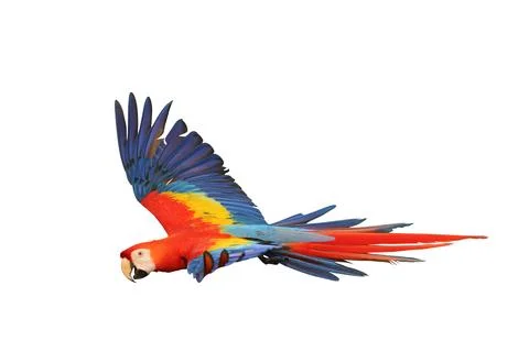 Parrot Stock Photos