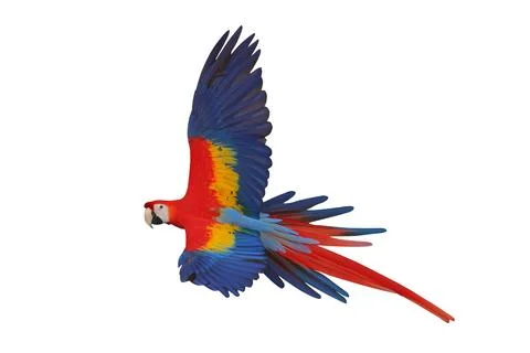 Parrot Stock Photos