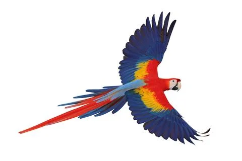 Parrot Stock Photos