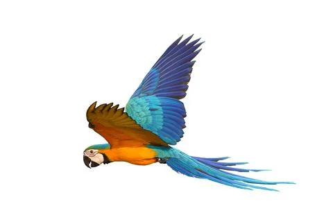 Parrot Stock Photos