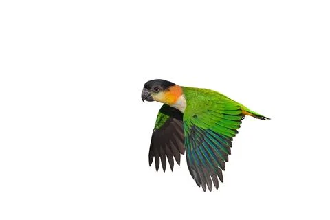 Parrot Stock Photos