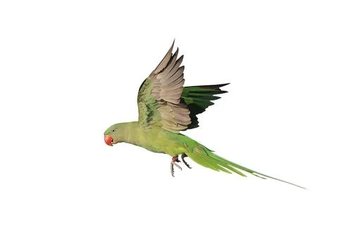Parrot Foto stock
