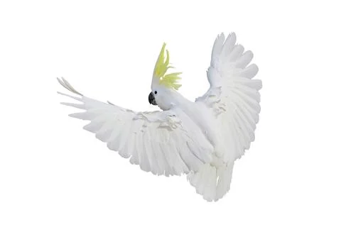 Parrot Foto stock
