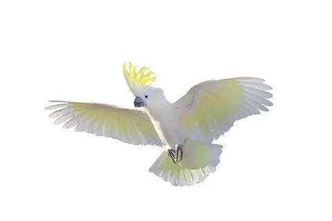 Parrot Stock Photos