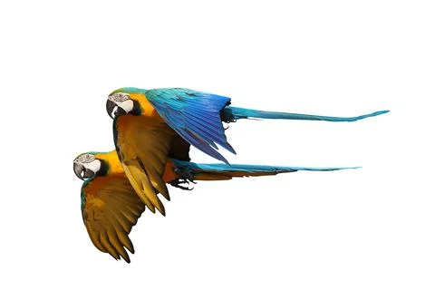 Parrot Stock Photos