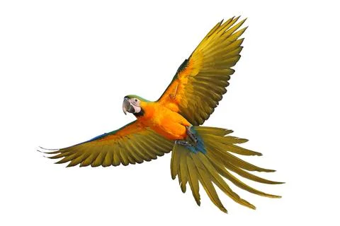 Parrot Foto stock