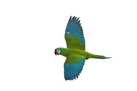 Parrot Stock Photos