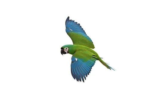 Parrot Foto stock