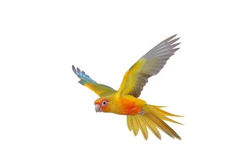 Parrot Stock Photos