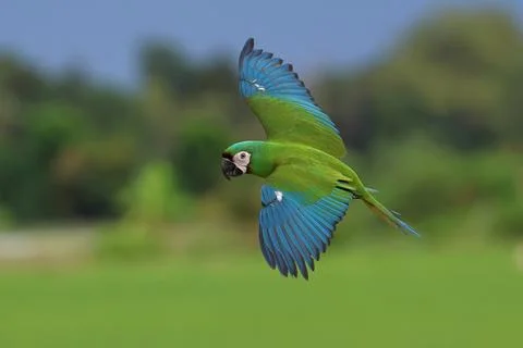 Parrot Foto stock
