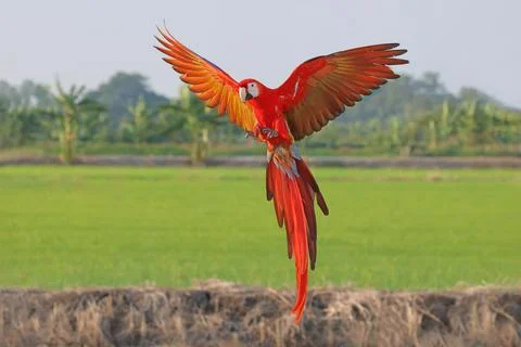 Parrot Foto stock