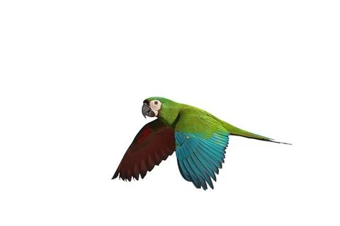 Parrot Foto stock
