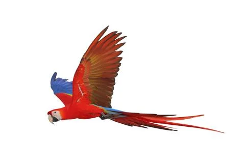 Parrot Stock Photos