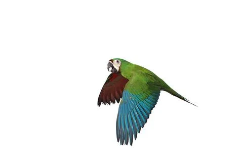 Parrot Foto stock