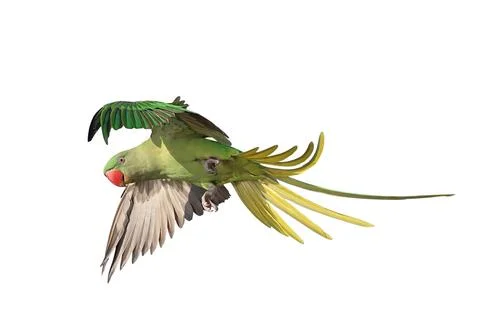 Parrot Foto stock