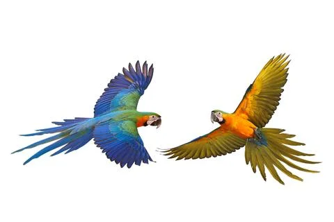 Parrot Foto stock