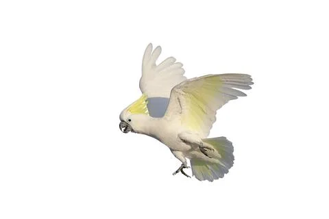 Parrot Foto stock