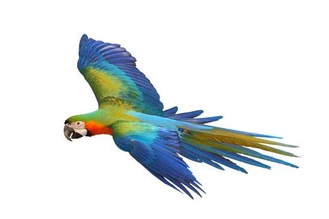 Parrot Stock Photos