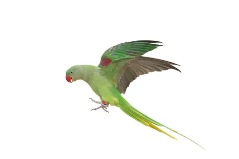 Parrot Stock-Fotos