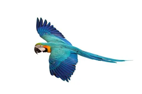 Parrot Foto stock