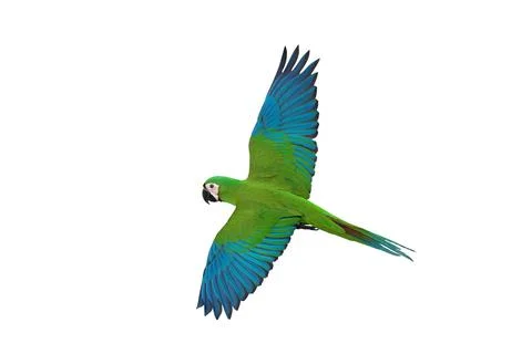 Parrot Foto stock