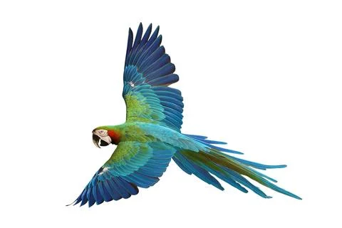 Parrot Stock Photos