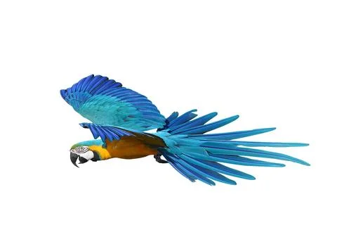 Parrot Stock Photos