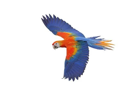 Parrot Foto stock