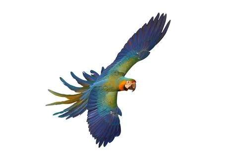 Parrot Stock Photos