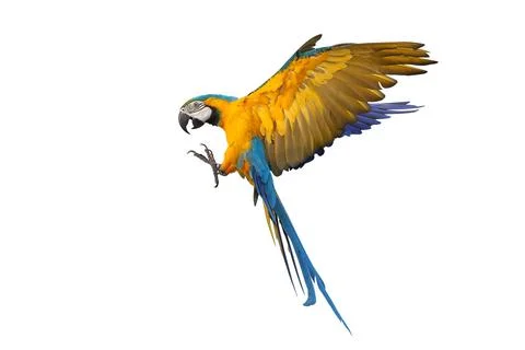 Parrot Foto stock