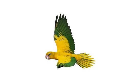 Parrot Stock Photos