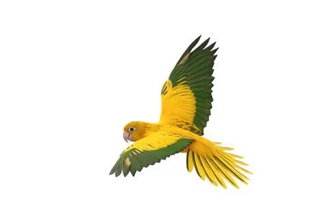 Parrot 스톡 사진