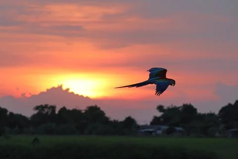 Parrot Foto stock