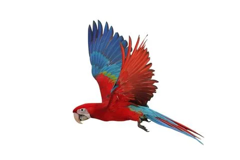 Parrot Stock Photos