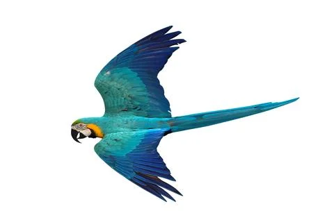 Parrot Stock Photos