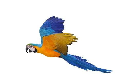 Parrot Stock Photos