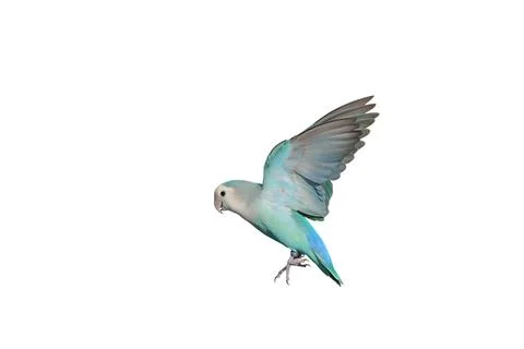 Parrot 스톡 사진