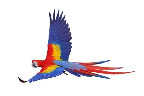 Parrot Stock Photos